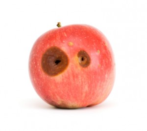 Photo of bruised apple