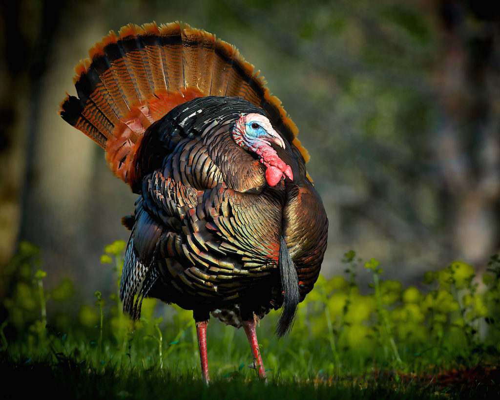 photo of a turkey